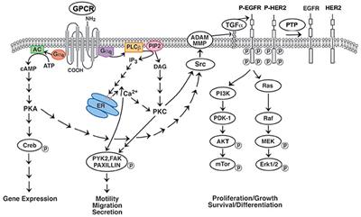 Neuropeptide G Protein-Coupled Receptors as Oncotargets